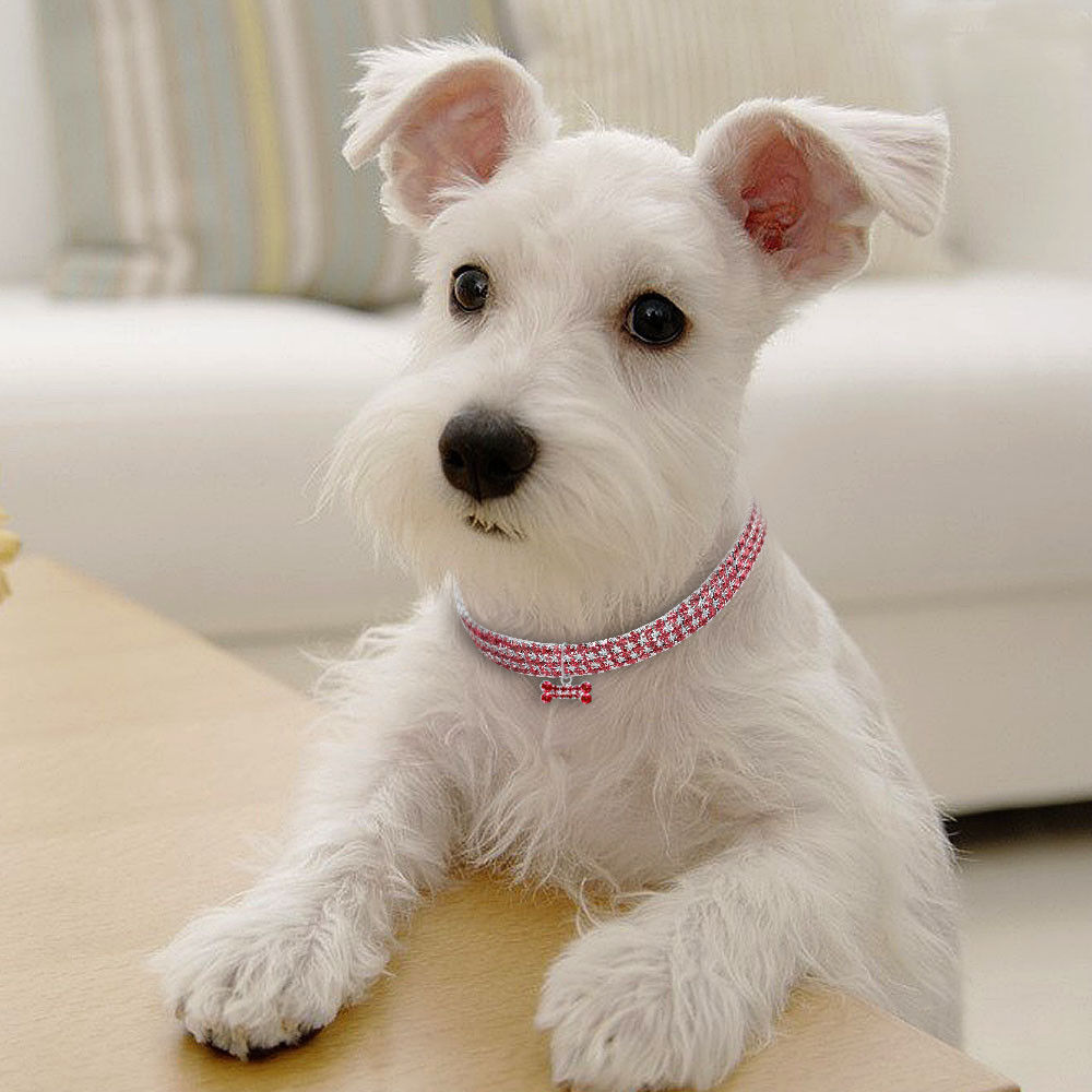 Rhinestone dog collar 